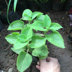 Green Cuban Oregano Live Plant in 4 inch Pot, Herb Oregano Plants Live Potted for Planting