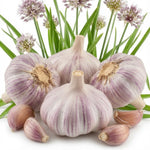 1 Pound Hard Neck Garlic for Planting in Fall, Purple Garlic Bulb for Planting, Fresh and High Yield, Cold Hardy, Planting Softneck Hardneck