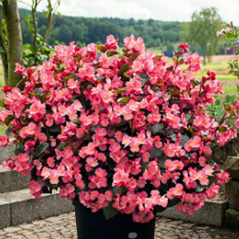 3 Packs Rose Bronze Leaf Begonia Angel Wing Maculata Live Plants, 5-9 Inch Tall, Indoor Outdoor Polka Dot Begonia