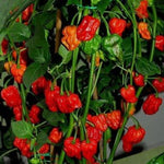 Red Pepper Plants Live for Planting, 2 Bhut Jolokia Pepper Seelings in Pot, 4 to 6 Inches Height, Well Rooted for Outdoor Garden