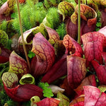 Purple Nepenthes Pitcher Plant Live in Pot, Pond Plant, Exotic Tropical for Indoor Outdoor Décor, Easy to Grow, Rare Variety, 7 Months Old