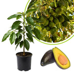 Live Early Season Avocado Tree Plant in 3 Gallon Pot, Cold Hardy Avocado Tree 2-3 Ft Tall, Ready to Bear Fruits