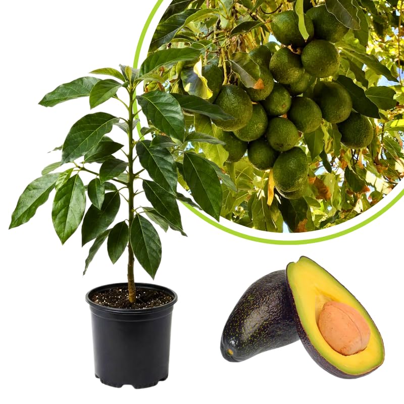 Live Early Season Avocado Tree Plant in 3 Gallon Pot, Cold Hardy Avocado Tree 2-3 Ft Tall, Ready to Bear Fruits