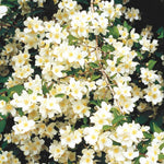 Mock Orange Plant Live in Gallon Pot, Philadelphus Mock Orange Shrubs Live Plants, White Flower Fragrant for Planting, 6-14 Inc Tall