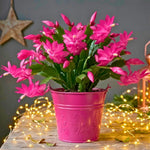 4 Christmas Cactus Plants Live, 5-9 Inch Tall (Pink)