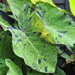 Set 2 Variegated Black Colocasia Elephant Ear Plants Live 4–7 Inches Tall, Tropical Foliage Plants for Outdoor Garden, Large Leaf Plants for Patio, Containers or Landscape