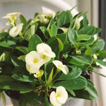 Crown of Thorns Plant Live, Euphorbia Milii Succulent Live Plant, 4-8 Inch Tall Flowering Houseplant with Year-Round Blooms, No Pot (White)