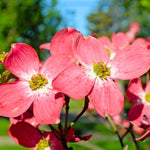 Pink Dogwood Tree Plant Live, Pink Dogwood Trees for Planting Outdoors, Pink Flowering Dogwood Tree, 6 to 12 Inc Tall in 2.5 Inc Pot