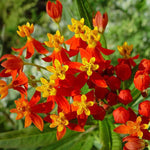 4 Tropical Red Milkweed Plants Live, Butterfly Milkweed Asclepias Tuberosa, Tropical-Style Blooms for Outdoor Gardens, 4-9" Height, No Pot