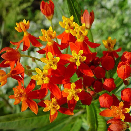 2 Butterfly Milkweed Plants Live, Asclepias Tuberosa Tropical Milkweed Flowers for Butterfly Garden, 4-9" Tall Perennials, No Pot Included (Red Milkweed)