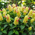 Yellow Pink Shrimp Plant Live, Live Shrimp Shrubs Plant, 5-7 Inches Tall, Easy Care Houseplant, Fragrant Blooms, Indoor Outdoor Growing