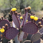 Live Purple Prickly Pear Cactus Plant, Prickly Pear Cactus Plants, 6-8 Inches Tall, Ready for Growing