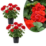 2 Red Geranium Plants Live, Vibrant Blooms, Hardy Perennial Geranium Flowers 4-8 Inches, Indoor Outdoor Planting