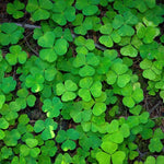 Live Oxalis Plant 5-10" Tall, Green Shamrock Perennial Plants in Pot, Well Rooted Ornamental Plant for Growing Indoor Outdoor