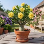 02 Double Yellow Desert Rose Live Plants, Starter Adenium 3-6 Inches Tall, No Pot, No Flower, Tropical Flowering Succulent Plants for Indoor Outdoor Growing