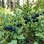 Live Black Huckleberry Bush in 5" Pot, Edible Sweet Berry Shrub, Fruiting Plant for Outdoor Garden and Patio, 6-10 Inch Tall
