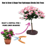 Hydrangea Plant Live Tree Dormant in Winter, Vibrant Color Bloom, 5-11" Well-Rooted Hydrangea Shrub Bush for House Planting Outdoor (Can Trim Grow as Tree)