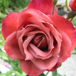 Rose Bush Live Plant, Heirloom Rose Plant Live for Planting, Fragrant Flowers Well Rooted Plant, 5-10 Inch Tall (Chocolate Orange Rose)