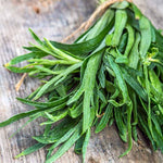 Pack 3 French Tarragon Plants Live for Planting, Hardy Tarragon Live Plants Culinary Gardening 4 to 8 Inch Tall