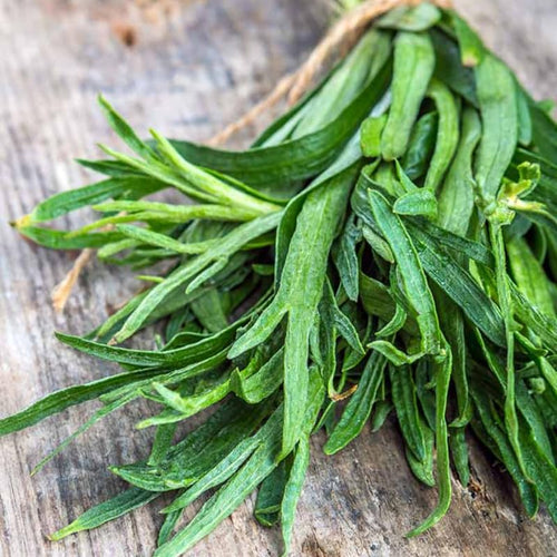 3 Hardy French Tarragon Live Plants, Herb Plant, 4-8 Inch Tall