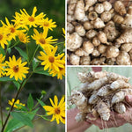 10 Jerusalem Artichoke Roots for Planting, Sunchoke Tubers Garden Vegetable, Edible Sunroot Plants for Outdoor Garden