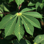 Yuca Plant Live in 4" Potted, Cassava Yuca Trees Sweet Manihot Thick Trunk Seeds Sticks for Outdoor Planting, No CA