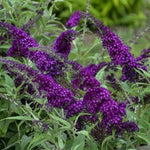 Black Deep Purple Buddleia Butterfly Bush Plant Live, 5-9" in Tall, No Pot, Perennial Bushes Ready to Plant in Spring Outdoor Gardening, Dormant in Winter