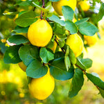 Quince Tree Plant Live, Well-Rooted Fruit Tree, 2-3 Ft Tall