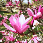 Set of 2 Magnolia Trees Live, 8-12 Inches Tall Cuttings Hardy Fragrant Flowering Magnolia Plants for Outdoor Garden (Ann Magnolia)