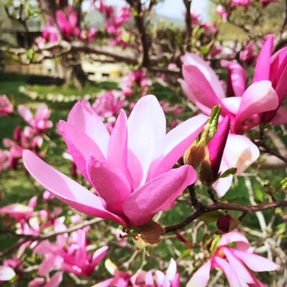 Set of 2 Magnolia Trees Live, 8-12 Inches Tall Cuttings Hardy Fragrant Flowering Magnolia Plants for Outdoor Garden (Ann Magnolia)