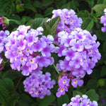 Purple Lantana Plants Live for Outdoor Planting, No Pot, 5-9 Inches Tall, Vibrant Color