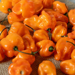 Set 2 Pepper Plants Live for Planting, Pepper Plant, 4-6 Inc Tall, Live Vegetable Plants for Indoor Outdoor Growing (Hot Orange Peppers)