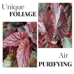 Set of 2 Begonia Angel Wing Maculata Live Plants, 5-9 Inch Tall, Pink Spot Polka Dot Begonia for Home and Garden Decor