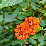 Live Lantana Plant, Perennial Lantana, Vibrant Flower Colors, 4 Inch Pot for Indoor or Outdoor Planting (Orange Flowers)
