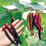 Pack 3 Mulberry Tree Live Plant for Growing 4 to 8 Inch Tall, Dwarf Everbearing Mulberry Bush Live Plant, Mulberry Plant Live Home Garden (Pakistan Mulberry)