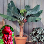 Red Banana Plant Tree Live, Cold Hardy 4-7" in Tall, No Pot, Outdoor Spring Planting, Rare and Sweet Banana Plants