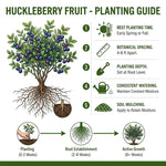 Live Black Huckleberry Bush in 5" Pot, Edible Sweet Berry Shrub, Fruiting Plant for Outdoor Garden and Patio, 6-10 Inch Tall