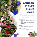 Pink African Violet Live Plant in 4” Pot, Blooming Indoor Houseplant, Easy Care Flowering Plant for Home or Office Décor