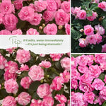2 Double Impatiens Plants, Double Flowering Impatiens Starter Plant 4-7 Inches, Shade Garden or Patio Container Flower (Double Pink)