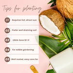 Dwarf Coconut Tree Live Plants, Well Rooted from 2 to 3 Feet Tall, Green and Yellow Coconut Plant, Tropical Fruit for Indoor Outdoor Planting