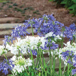 2 Mixed Agapanthus Plants Live, 5-9 Inch Tall, Lily of The Nile Perennial Plants for Outdoor Garden and Landscape