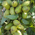 Set 4 Pecan Trees Plants Lives Bare Roots, Hardy Nut Tree, 1 to 2 Feet Tall, Pecan Bare Roots, No Leaves, No Pot