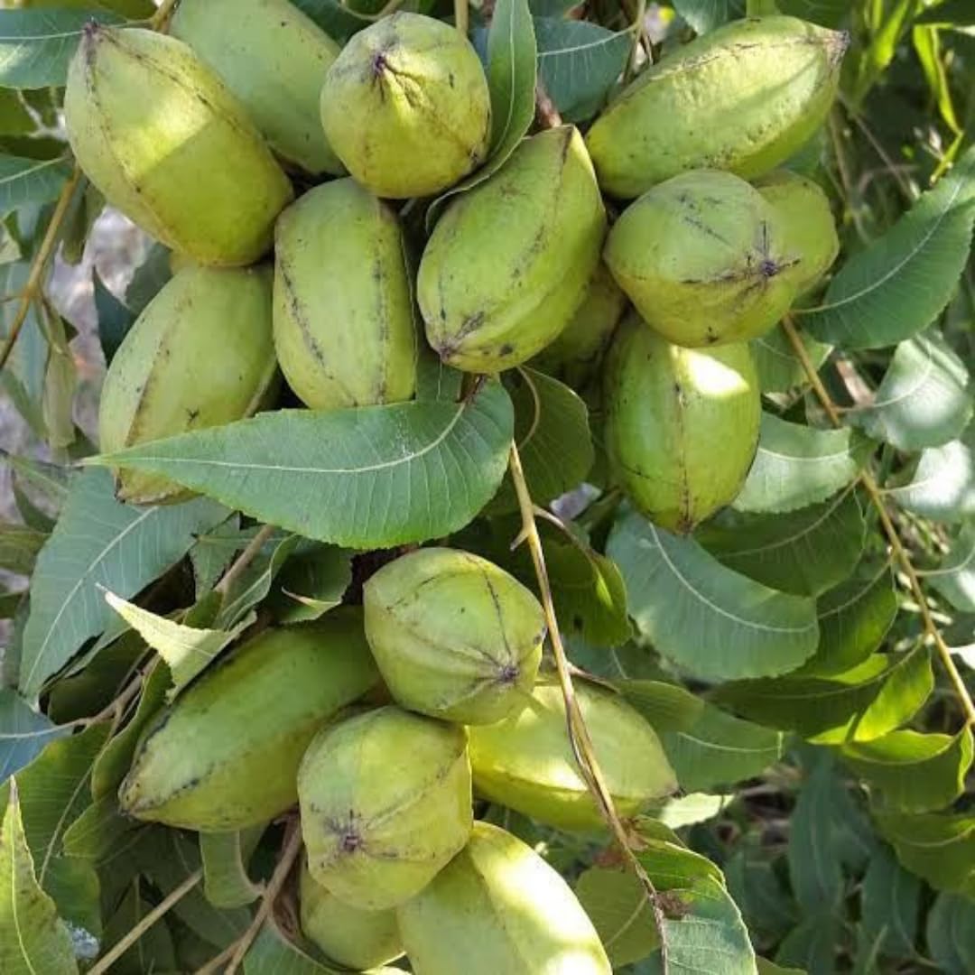Set 4 Pecan Trees Plants Lives Bare Roots, Hardy Nut Tree, 1 to 2 Feet Tall, Pecan Bare Roots, No Leaves, No Pot