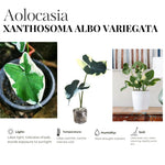 Colocasia Elephant Ears Live Plant, Alocasia Plant, Esculenta Taro Live Houseplant, 5-7 Inc Tall (Variegated)