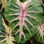 Set 2 Green Pink Colocasia Elephant Ear Plants Live 4–7 Inches Tall, Tropical Foliage Plants for Outdoor Garden, Large Leaf Plants for Patio, Containers or Landscape