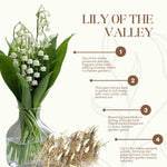 10 Lily of the Valley Bulbs, Fragrant Spring Flowers, Hardy Perennial Plant for Shade Gardens