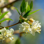 Pack 4 Fragrant Honeysuckle Bushes Live, Hardy Flowering Lonicera Shrubs, Honeysuckle Rooted Cuttings, Bareroots