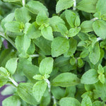 Stevia Plants Live, 4 Inch Pot Herb Stevia Plants Live for Planting