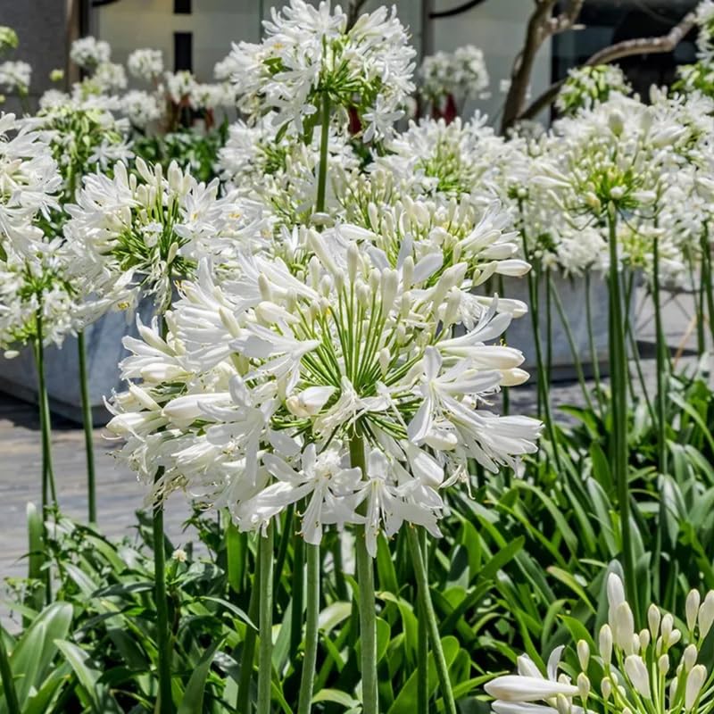 3 White Agapanthus Plants, Hardy Perennial Flowering Lily of The Nile Plants 5-9” Tall for Garden Borders and Containers