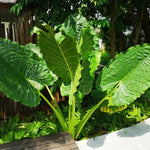 Colocasia Elephant Ears Live Plant, Alocasia Plant, Esculenta Taro Live Houseplant, 5-7 Inc Tall (Jacks Giant)